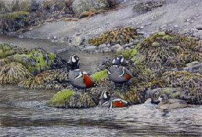 harlequin ducks, iceland - mc wood